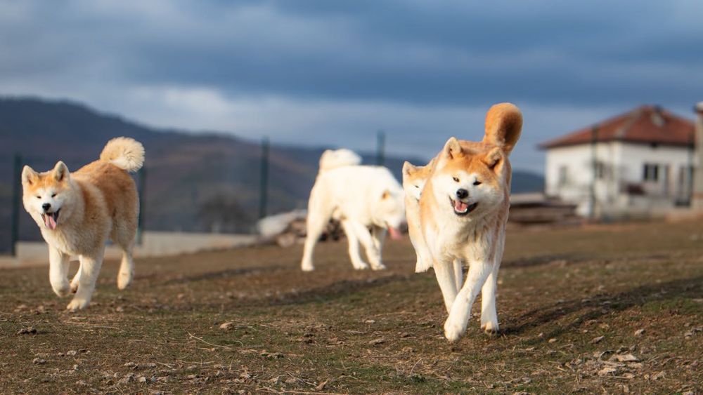 Акита ину японска