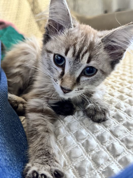Котенок ласковая