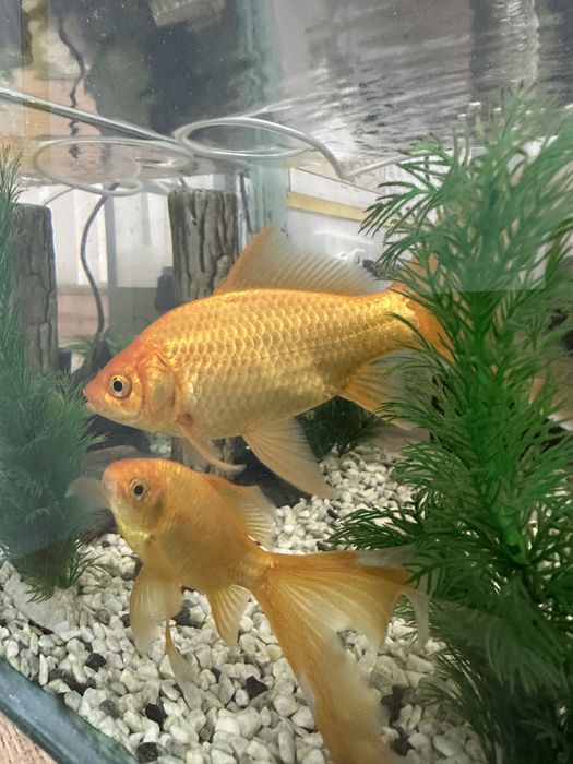 Алтын балық, сомик сатылады