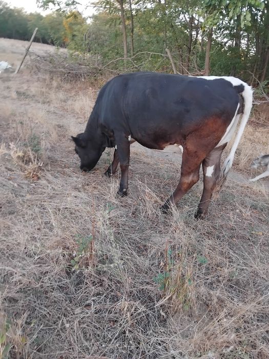 Vand viţea! Detalii la tel