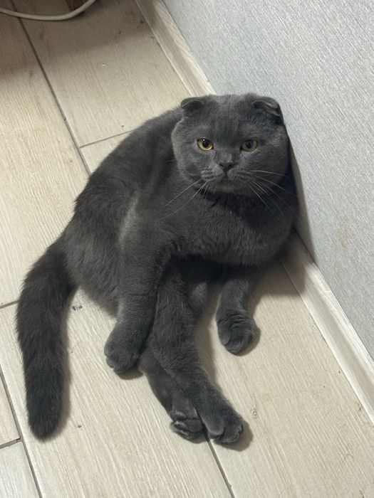 кот шотландец в хорошие руки