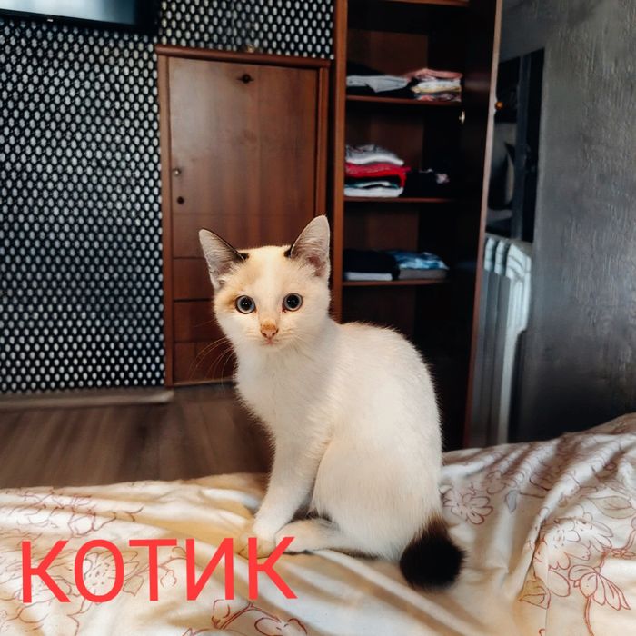 Отдам котят в добрые руки