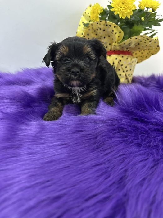 Йоркширски териер