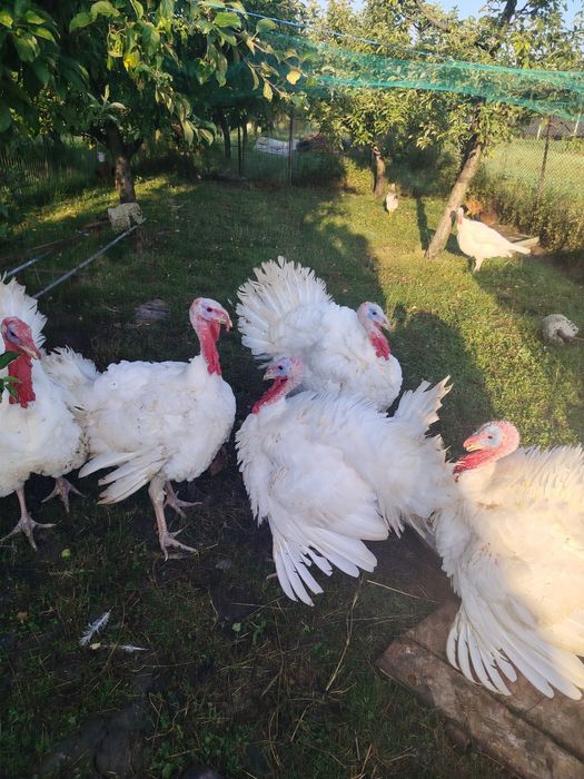 Curcani de vânzare