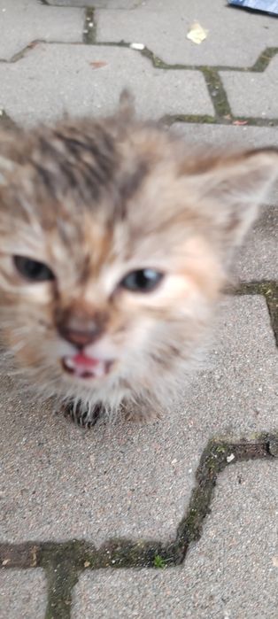 Отдам котят в хорошие руки!!!