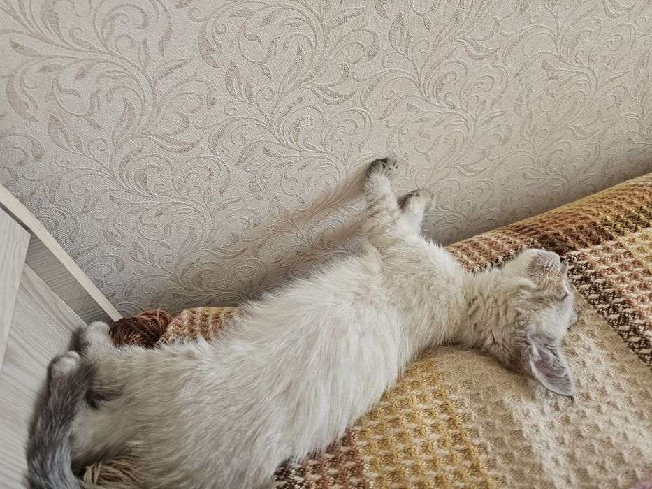 Котенок ( девочка, видимо породистая)