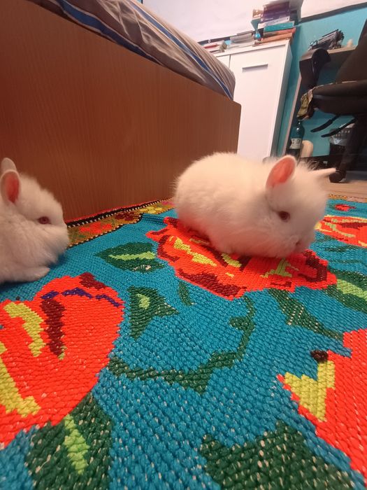 Iepurasi Cap de Leu, ochi rosii