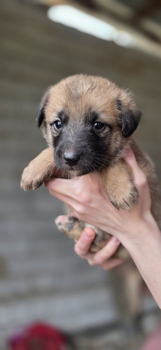 Пристраиваются в добрые ручки. Пристройство по договору
