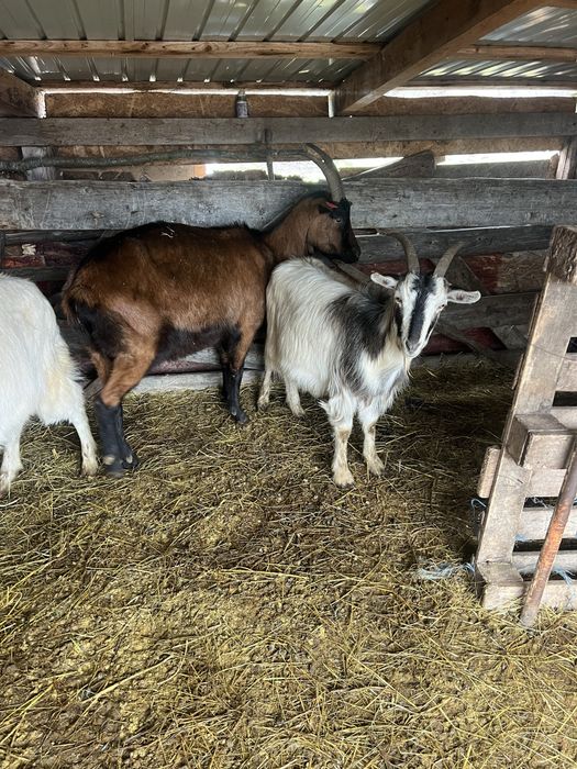 21 Capre tinere de vanzare