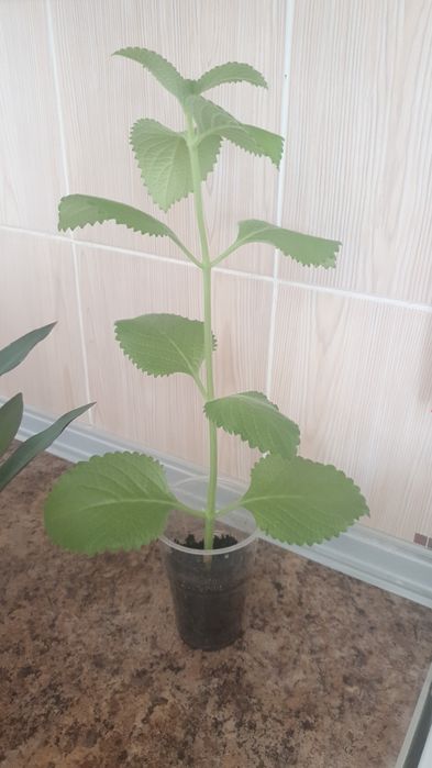 Цветы комнатные .