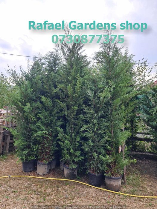 Plante Ornamentale Leylandii Cupressocyparis – Garanție Prindere