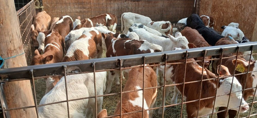 Vând vitei 2-8 saptamani