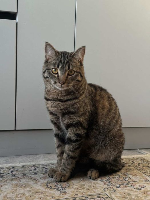 Отдам кота в добрые руки