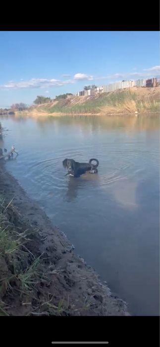 Тазы ит табылды кимдики