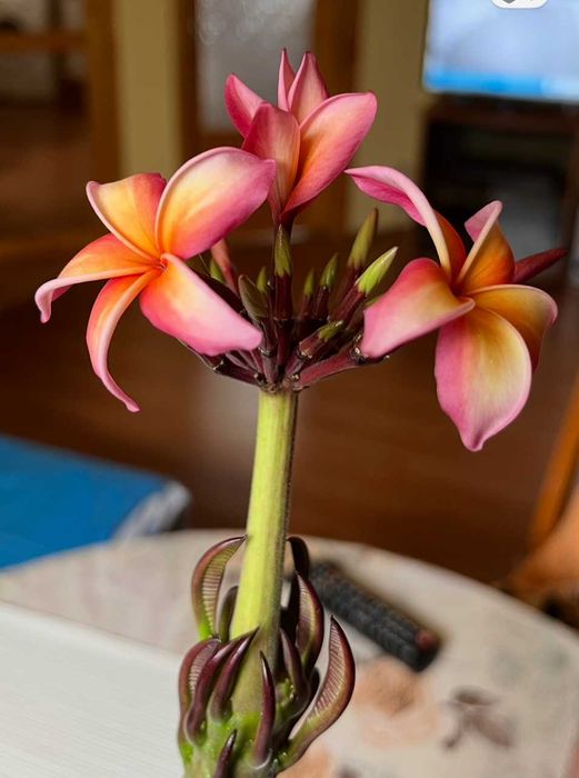 Плумерия (Frangipani) – Хавайско цвете