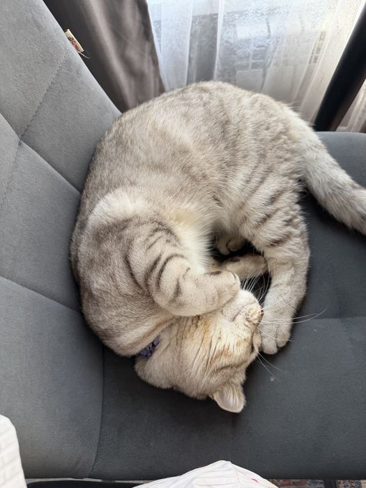 Кот, скоттиш фолд