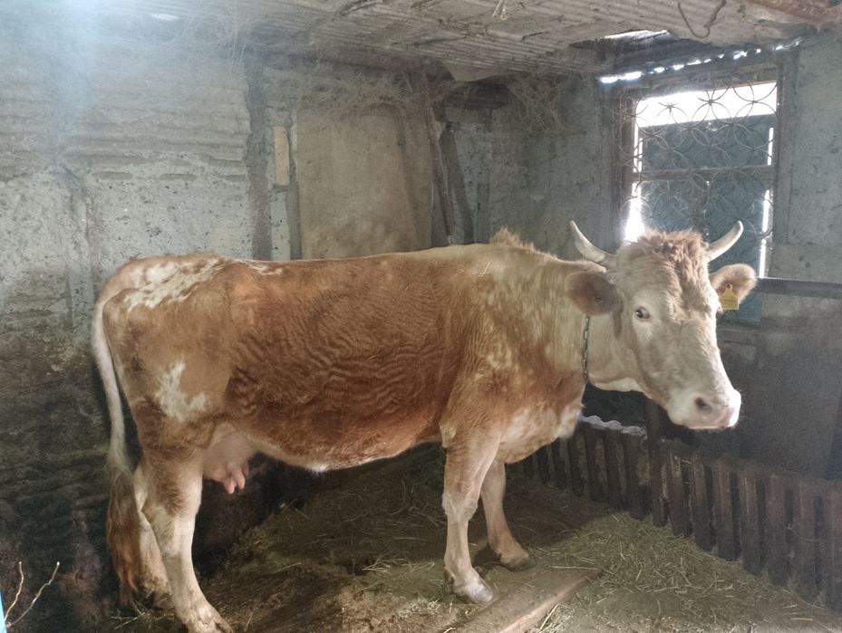 Продам корову стельную