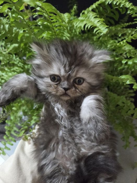 Персийски котенца