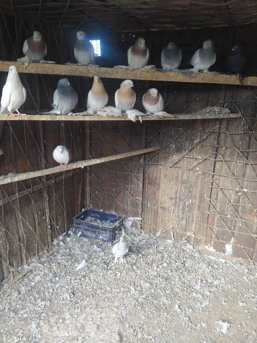 Срочно продам голубей