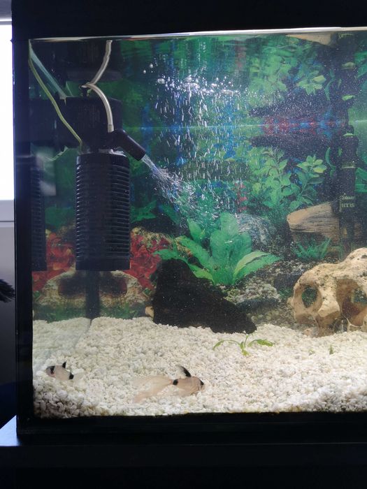 Acvariu 112 litri cu dulap sustinere. Accesorii si pesti cadou