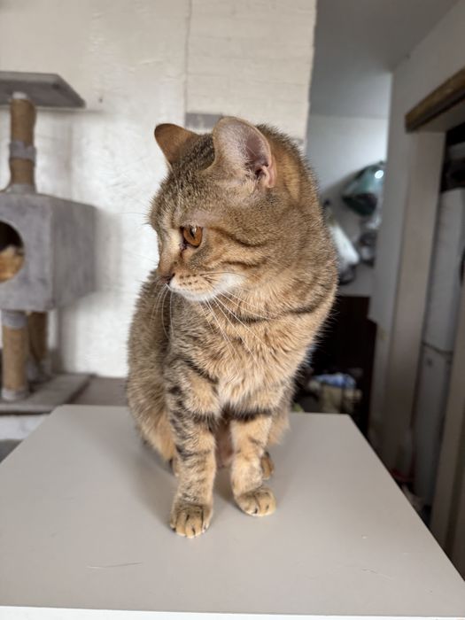 Кошечка ищет семью