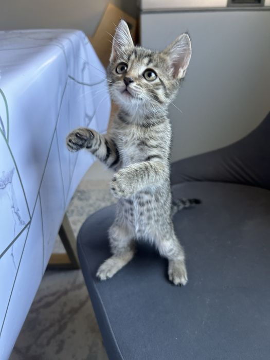 котёнка в хорошие руки