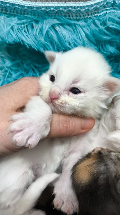 Эксклюзив! Снежные МЕЙН КУНЫ  , под Резерв