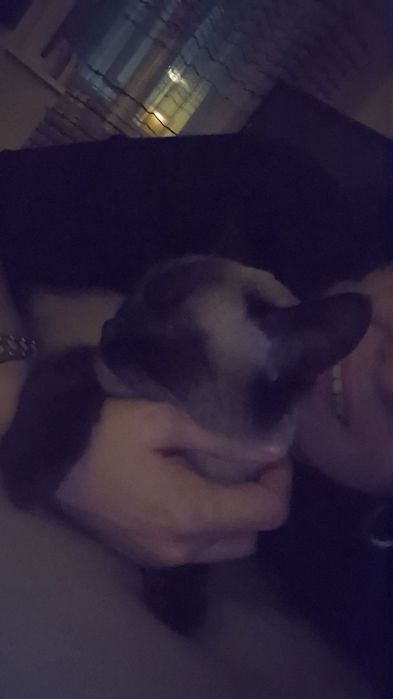 Вязка  бесплатно