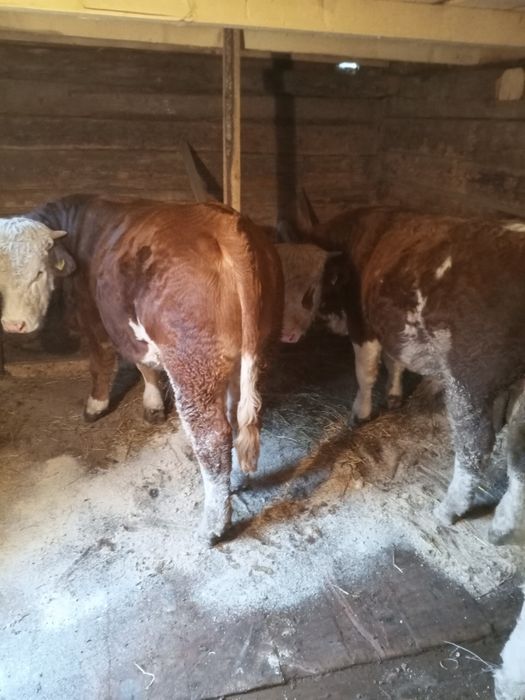 Tăurași de vânzare