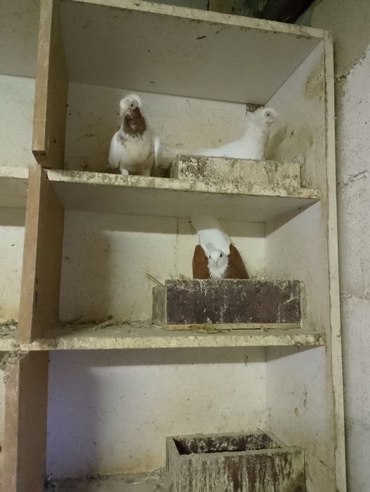 Гълъби, пауни, фазан