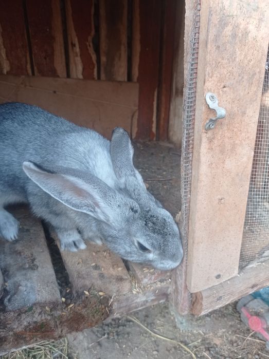 Продаю молодых кроликов