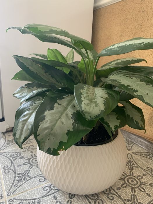 Продам Комнатные цветы