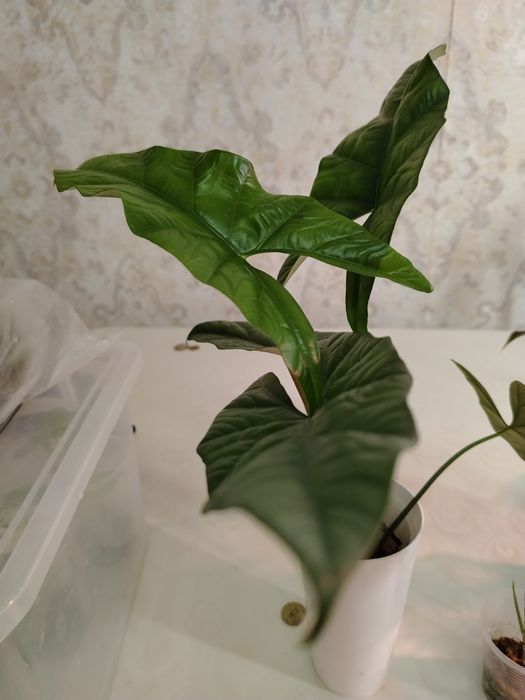 Продам комнатные цветы