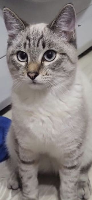 Отдам кота даром.