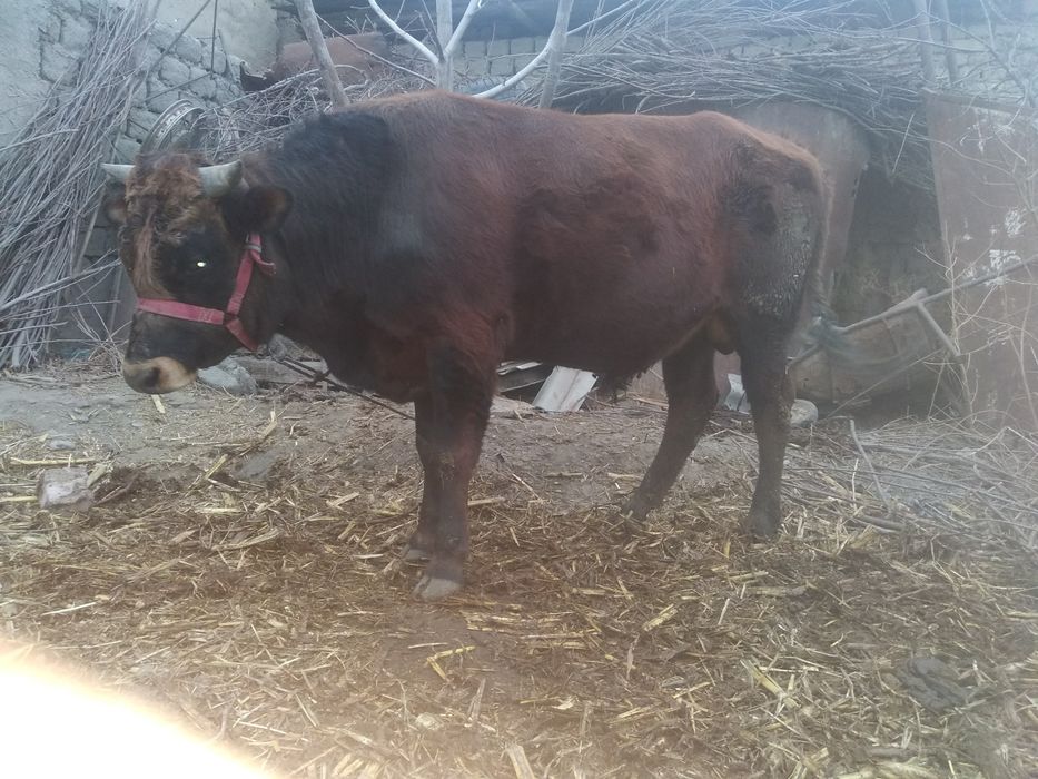 kafolat berilmaydi isiq jonu odamga garyanta yu