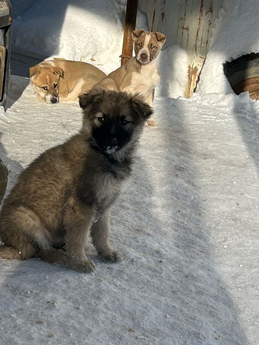 Щенки отдаю за бесплатно