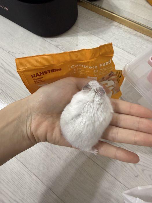 продам джунгарского хомяка