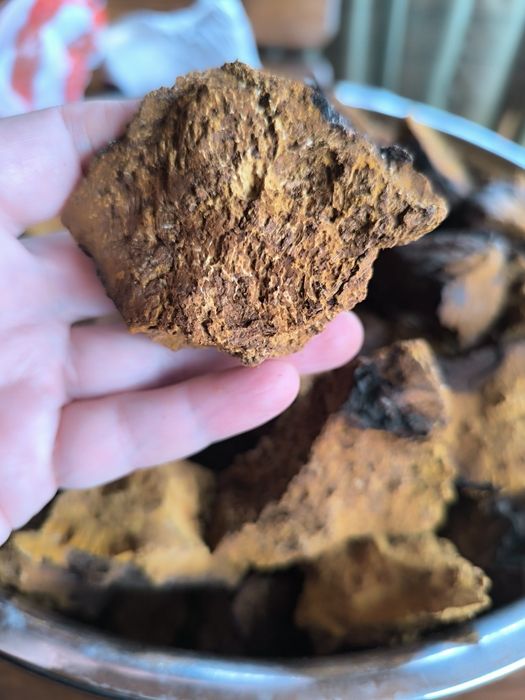 Продам чагу( свежая)