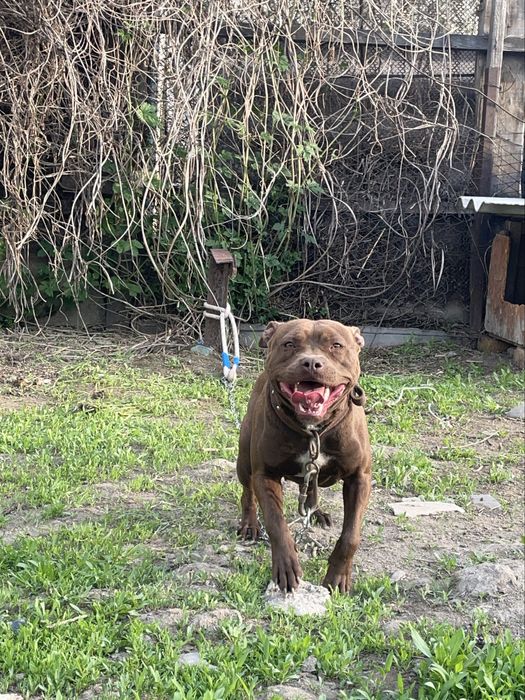 Продаеться питбуль сука рр 1 год 1мес