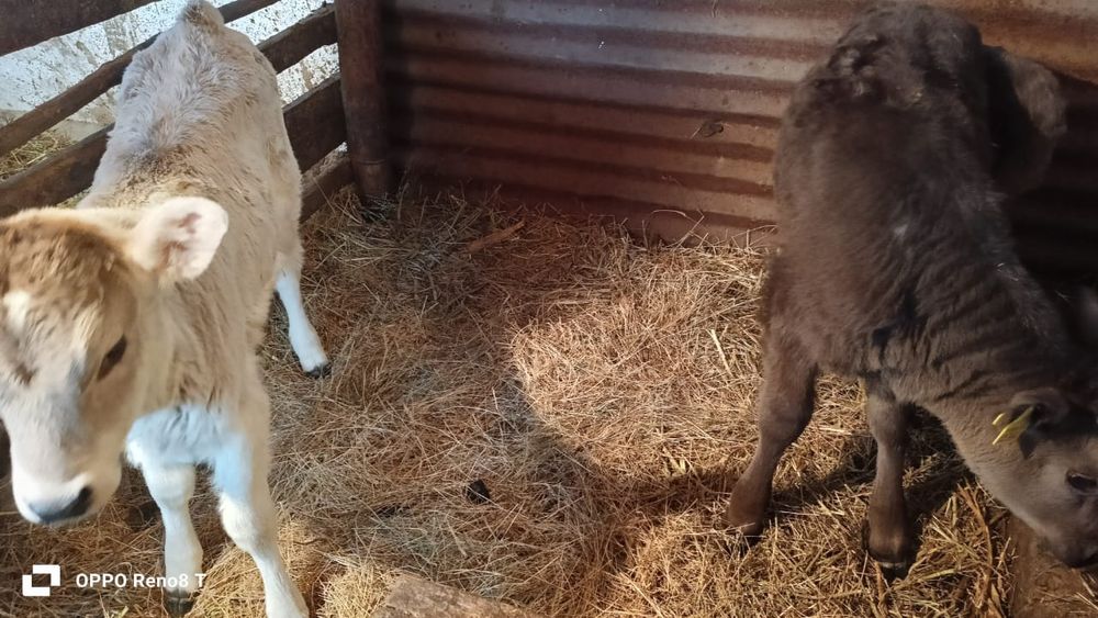 Продается тёлочка