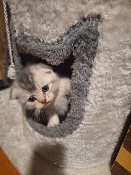 Прекрасные игривые котята