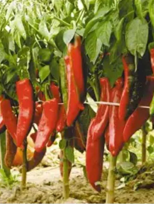 Семена сладкого перца паприки.