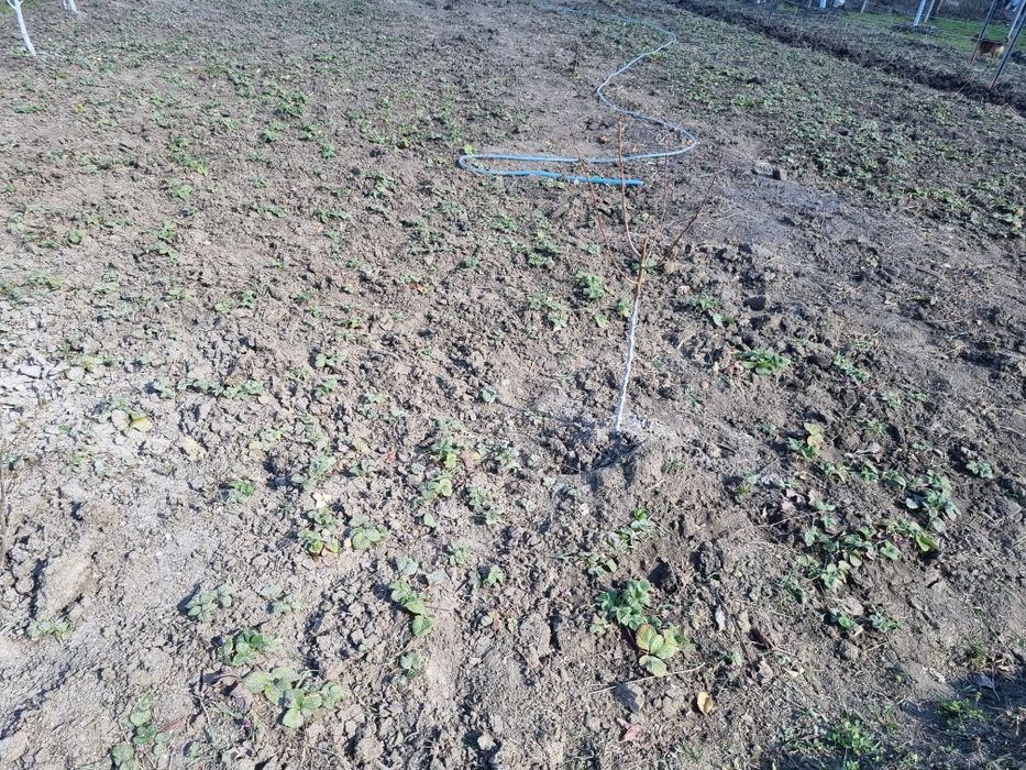 Vând stoloni de capsuni