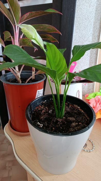 Антуриум . мужское