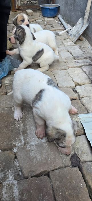 Шенки алабаи иии