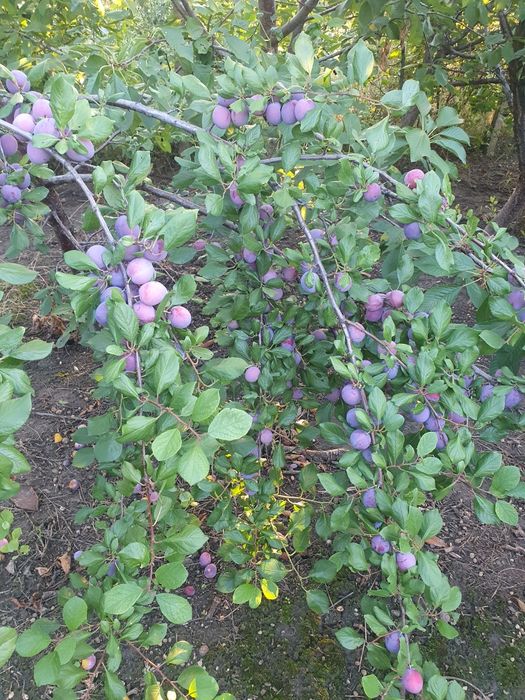 Vând urgent prune culese
