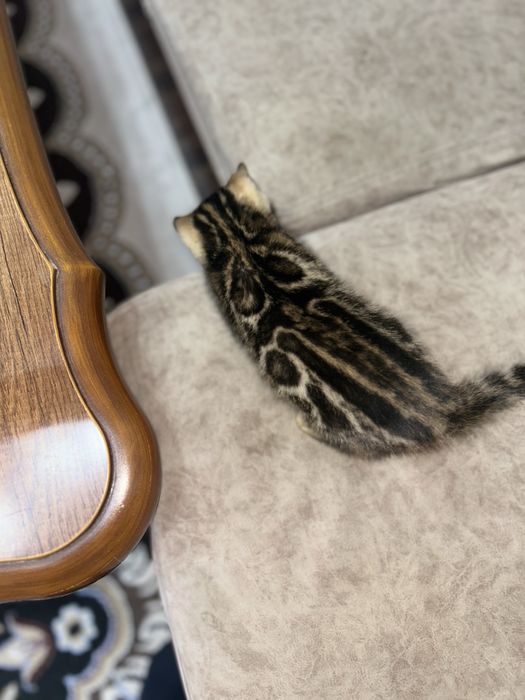 Бенгальские котята