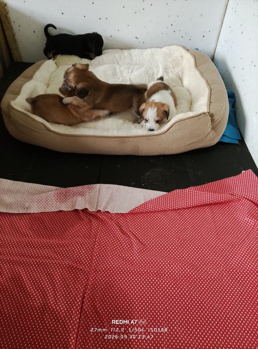 Cățeluși adorabili pentru adopție, au 6 săptămâni.