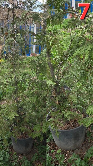 Растения для улицы