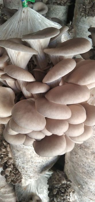 Грибы вешенка.   [Qo'ziqorin]